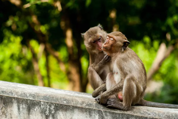 Singes macaques